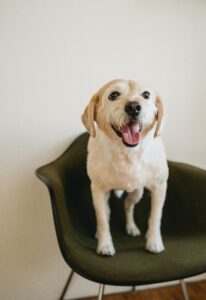 How to Set up a Garage for a Dog