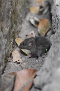 how to keep mice of out of garage