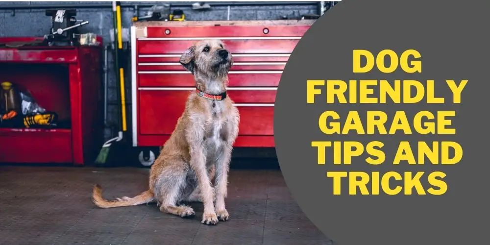 Dog Friendly Garage Tips and Tricks Expert's Advice Garage Expert