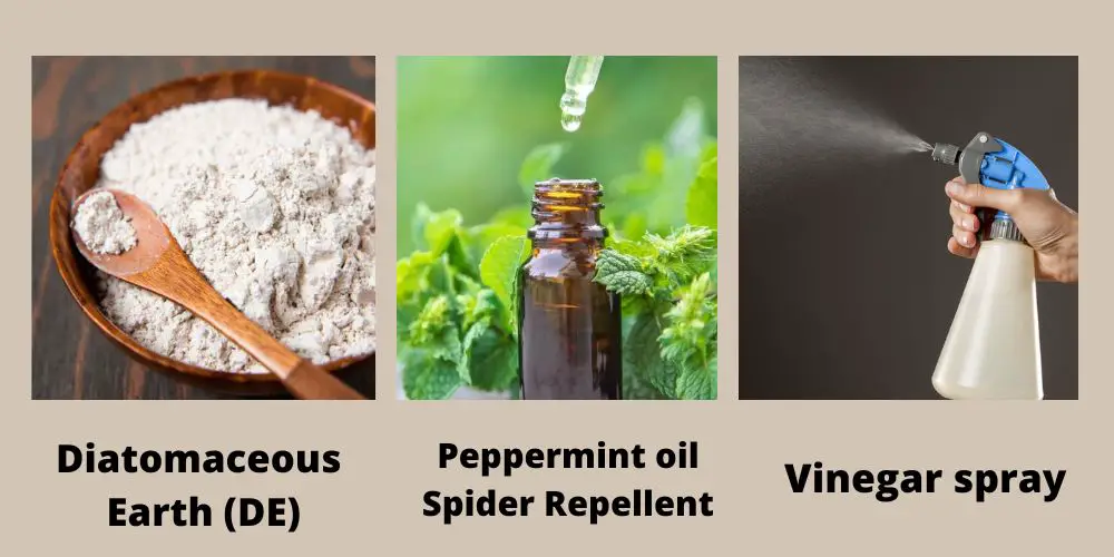 Natural Sprays/Repellant/Essential Oil to Get Rid Of Spider In Your Garage