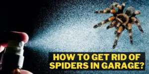 How To Get Rid Of Spiders In Garage