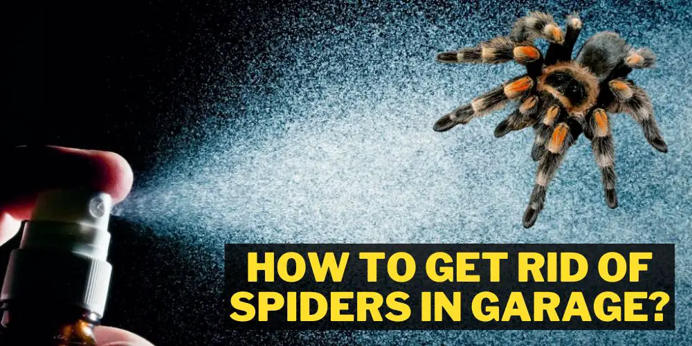 How To Get Rid Of Spiders In Garage 9 Easy Ways Garage Expert